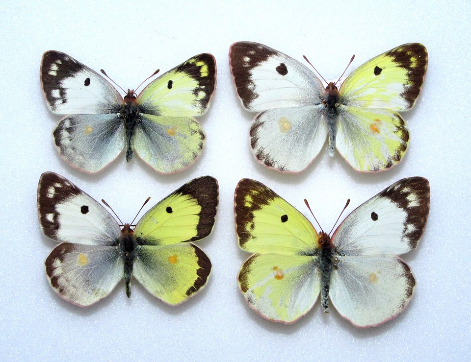 Unid Colias sp (gynandromorph collection, Alex Bic) (Internet Image property of respective owner, non-commercial use only)